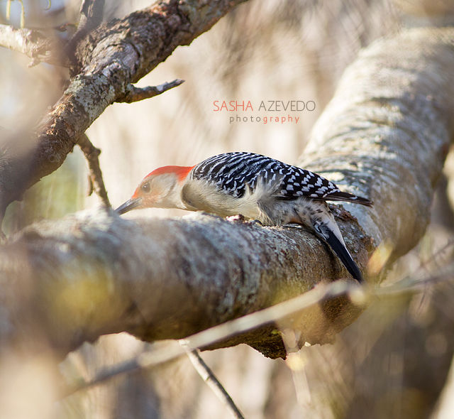 Red-bellied Woodpecker