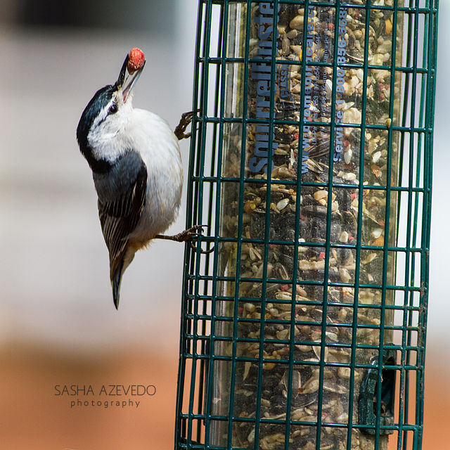 White-breasted Nuthatch