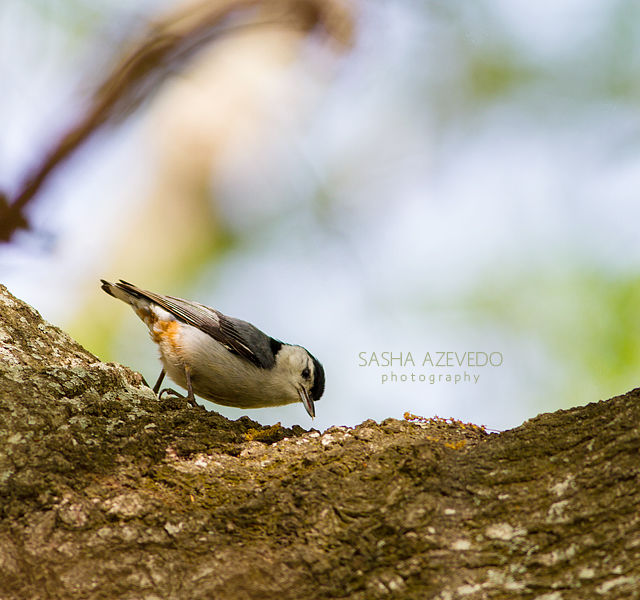 White-breasted Nuthatch