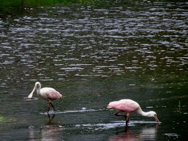 Roseate Spoonbill
