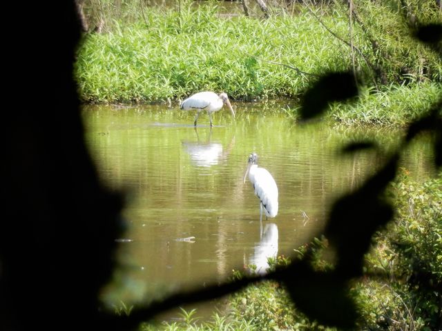 Wood Stork