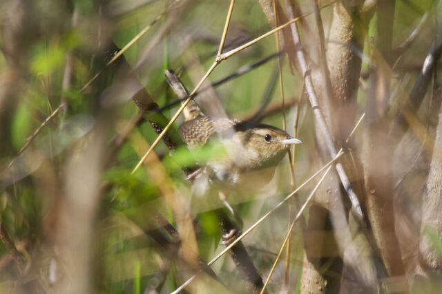 Sedge Wren