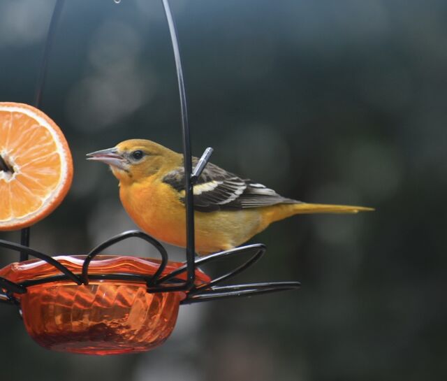 Baltimore Oriole