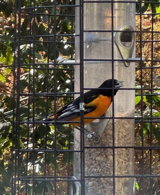 Baltimore Oriole