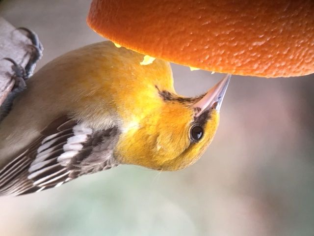 Bullock's Oriole