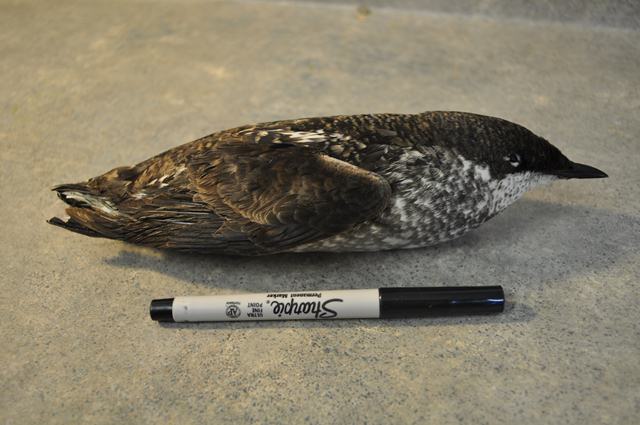 Long-billed Murrelet