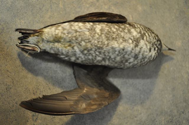 Long-billed Murrelet