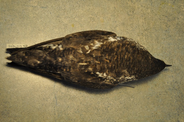 Long-billed Murrelet