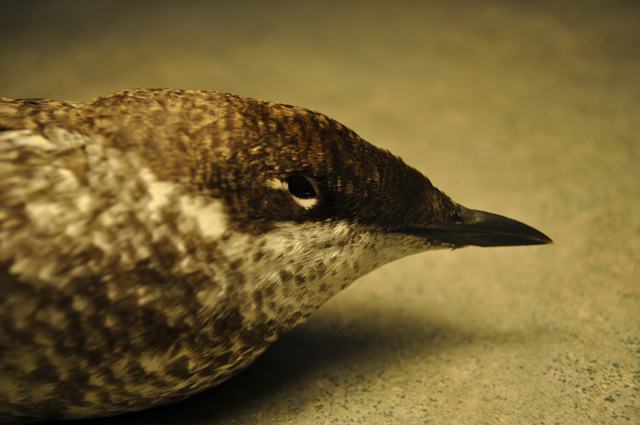 Long-billed Murrelet