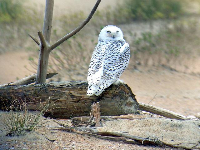 Snowy Owl