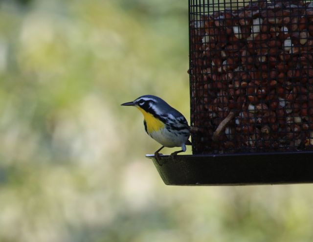Yellow-throated Warbler