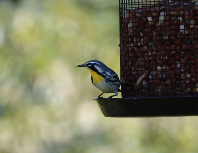 Yellow-throated Warbler