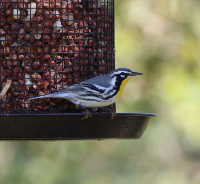 Yellow-throated Warbler