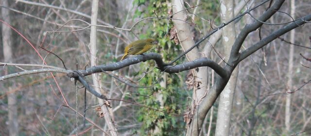 Summer Tanager