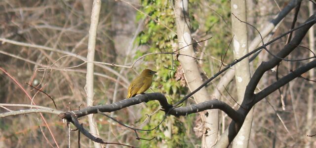 Summer Tanager