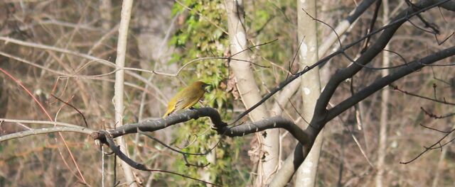 Summer Tanager