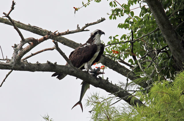 Osprey