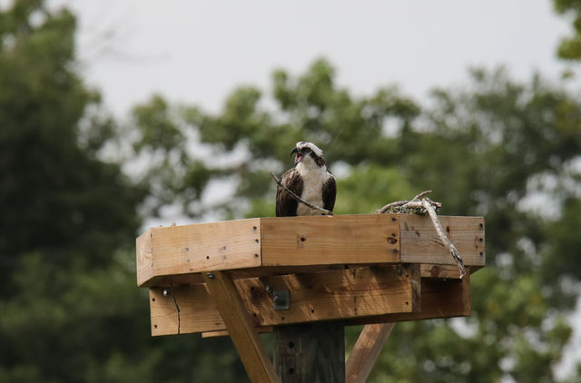 Osprey