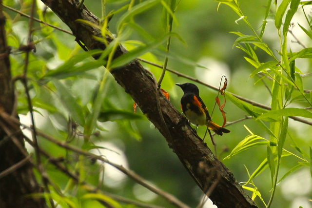 American Redstart