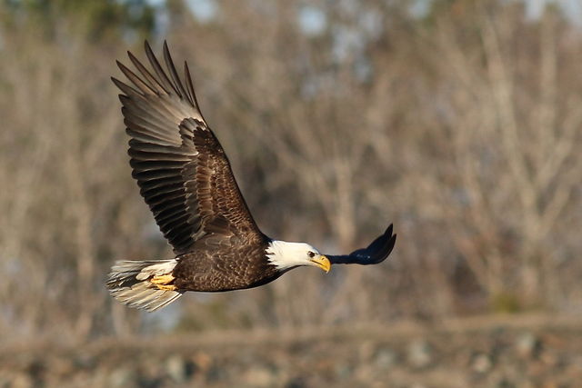 Bald Eagle