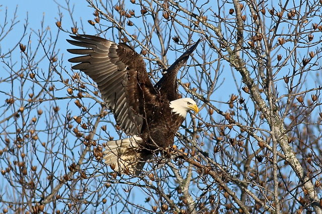 Bald Eagle