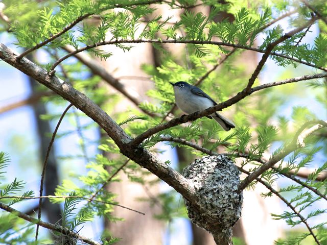 Blue-gray Gnatcatcher