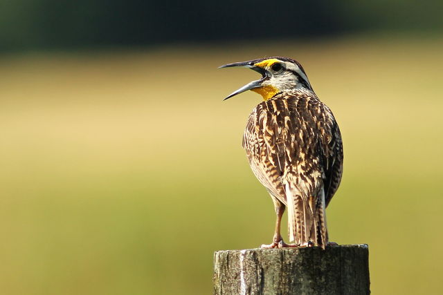 Eastern Meadowlark