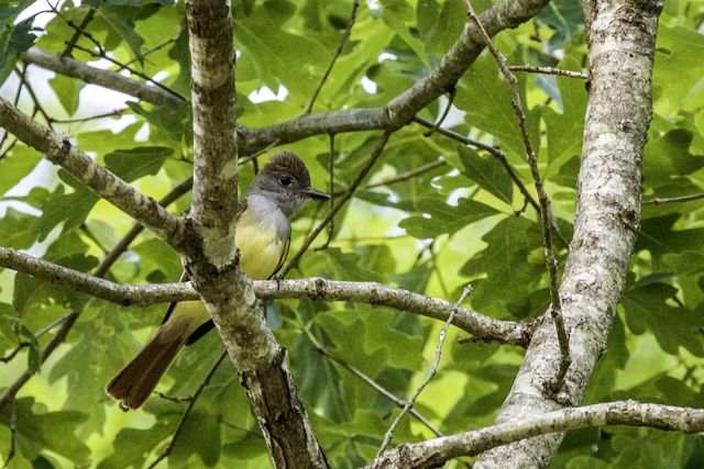 Great Crested Flycatcher