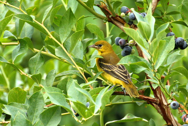 Orchard Oriole
