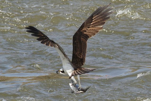 Osprey