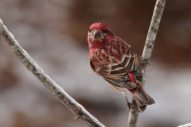 Purple Finch