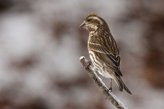 Purple Finch