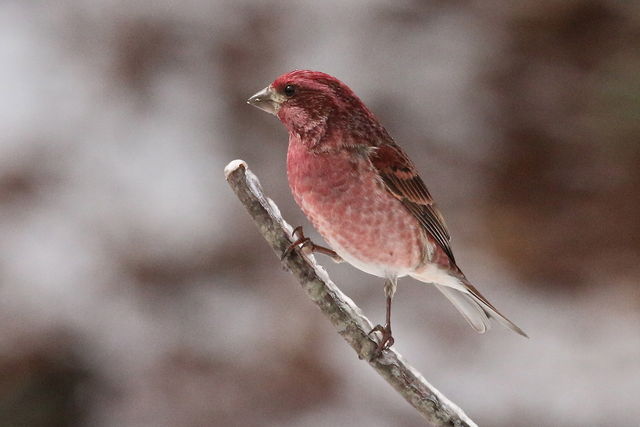 Purple Finch