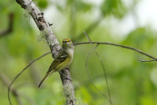 White-eyed Vireo