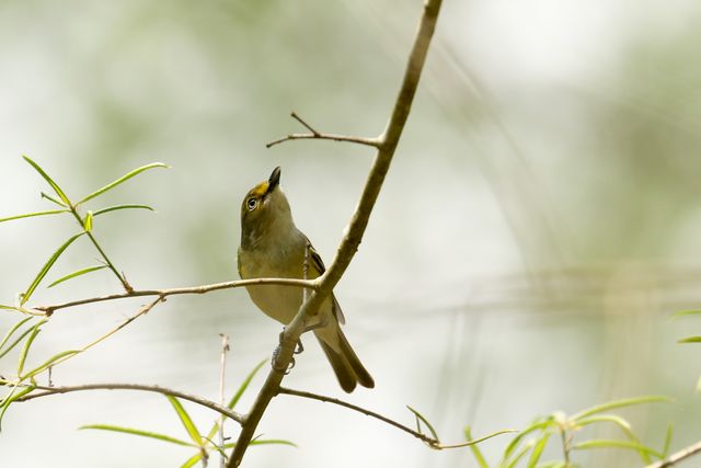 White-eyed Vireo