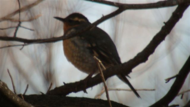 Varied Thrush