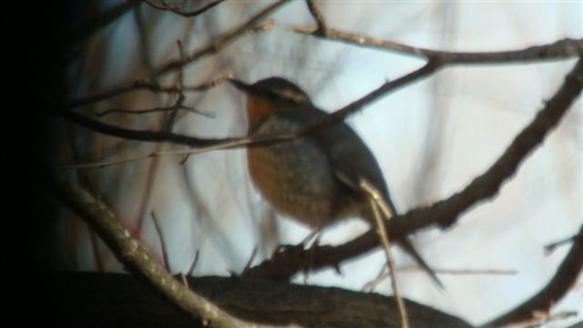Varied Thrush