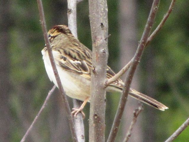 Lark Sparrow