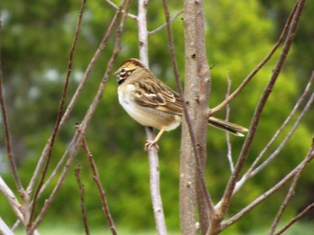 Lark Sparrow