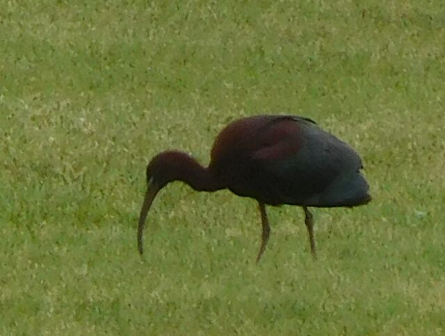 Glossy Ibis