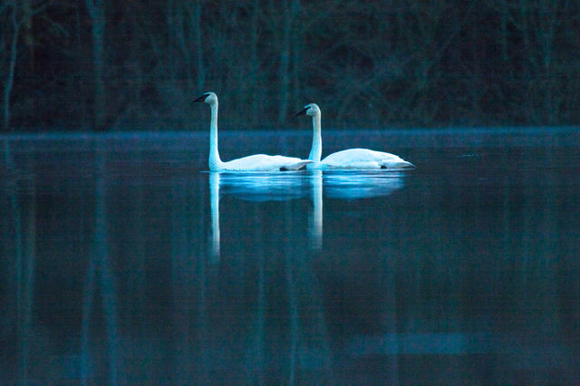 Trumpeter Swan