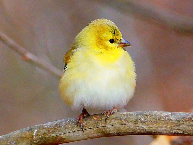 American Goldfinch