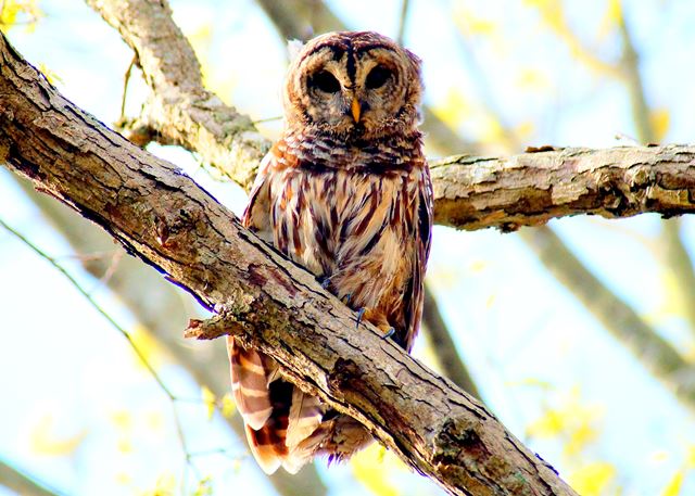 Barred Owl