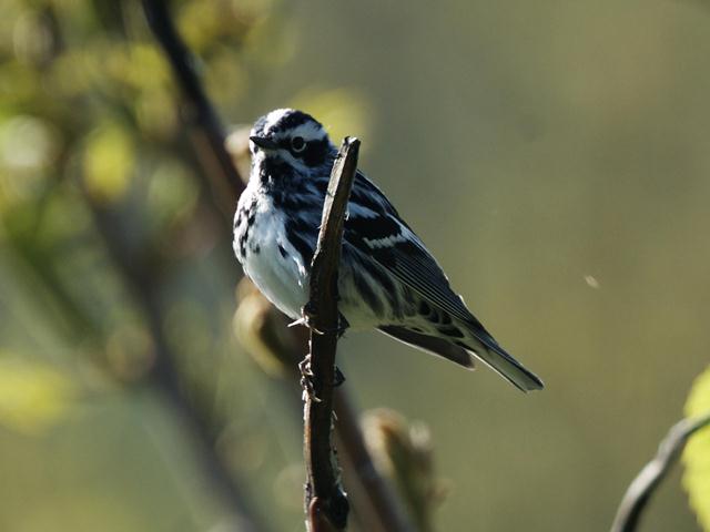 Black-and-white Warbler