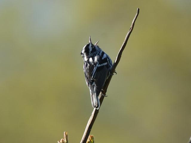 Black-and-white Warbler