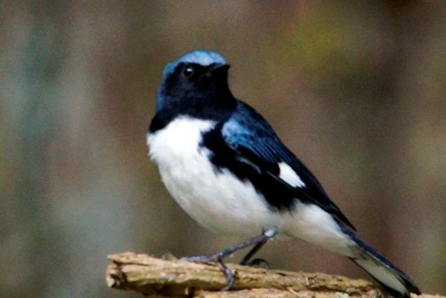 Black-throated Blue Warbler