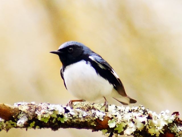 Black-throated Blue Warbler