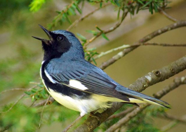 Black-throated Blue Warbler