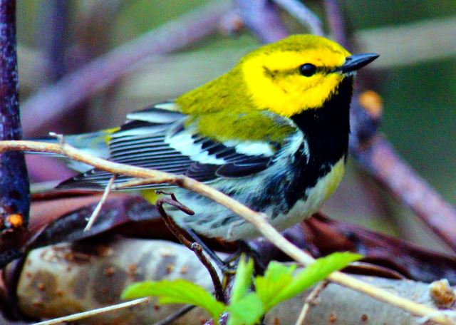 Black-throated Green Warbler