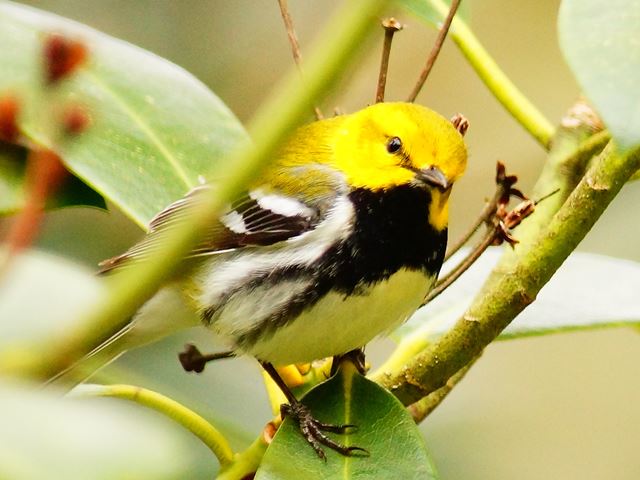 Black-throated Green Warbler